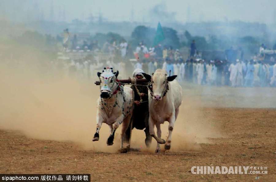 巴基斯坦舉行耕牛犁地大賽 場(chǎng)面激烈