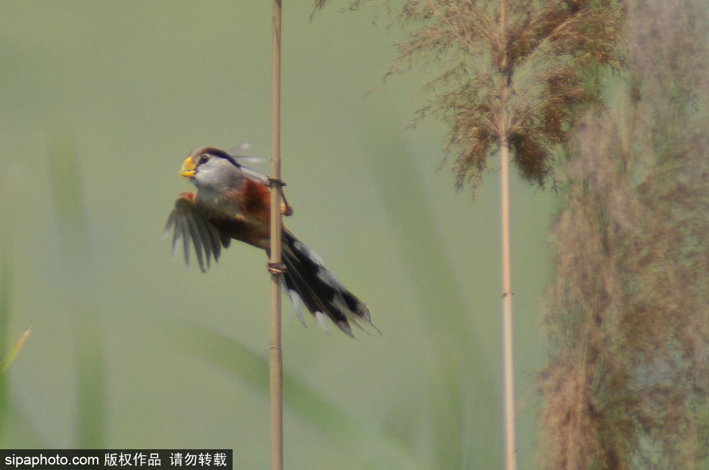 活化石“鳥中熊貓”——震旦鴉雀 落戶青島入?？跐竦?/></p>

<p>2017年6月1日，山東青島，數(shù)量在10只以上、全球瀕危的“鳥中熊貓”震旦鴉雀在青島市白沙河入海口濕地陸續(xù)被發(fā)現(xiàn)。圖為生活在蘆葦叢中的震旦鴉雀。</p>
</div>

<div width=