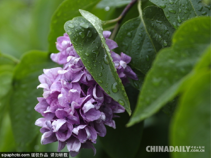 俄羅斯莫斯科街頭丁香花盛開 清新淡雅
