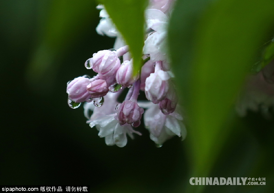 俄羅斯莫斯科街頭丁香花盛開 清新淡雅