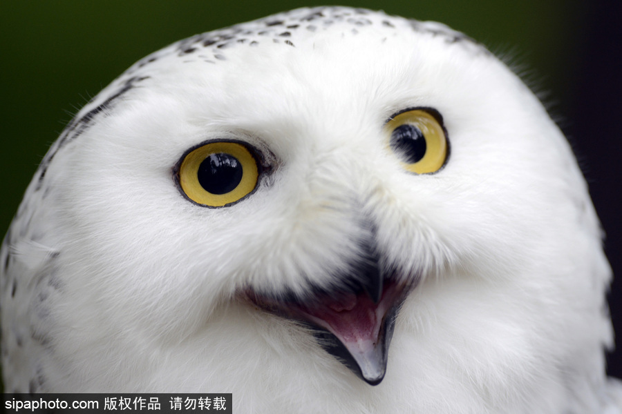 天生愛(ài)笑 捷克動(dòng)物園里的雪鸮“笑瞇瞇”呆萌可愛(ài)