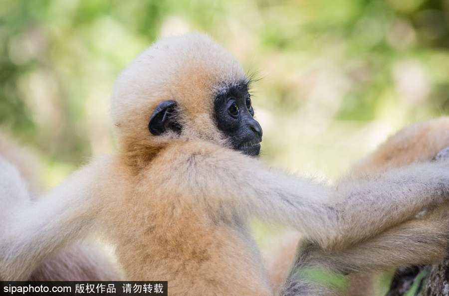 天生擺“黑臉” 里昂動(dòng)物園長(zhǎng)臂猿幼崽憨傻可愛