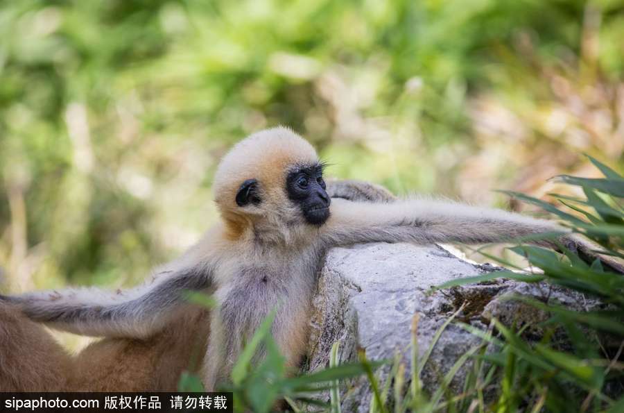 天生擺“黑臉” 里昂動(dòng)物園長(zhǎng)臂猿幼崽憨傻可愛(ài)