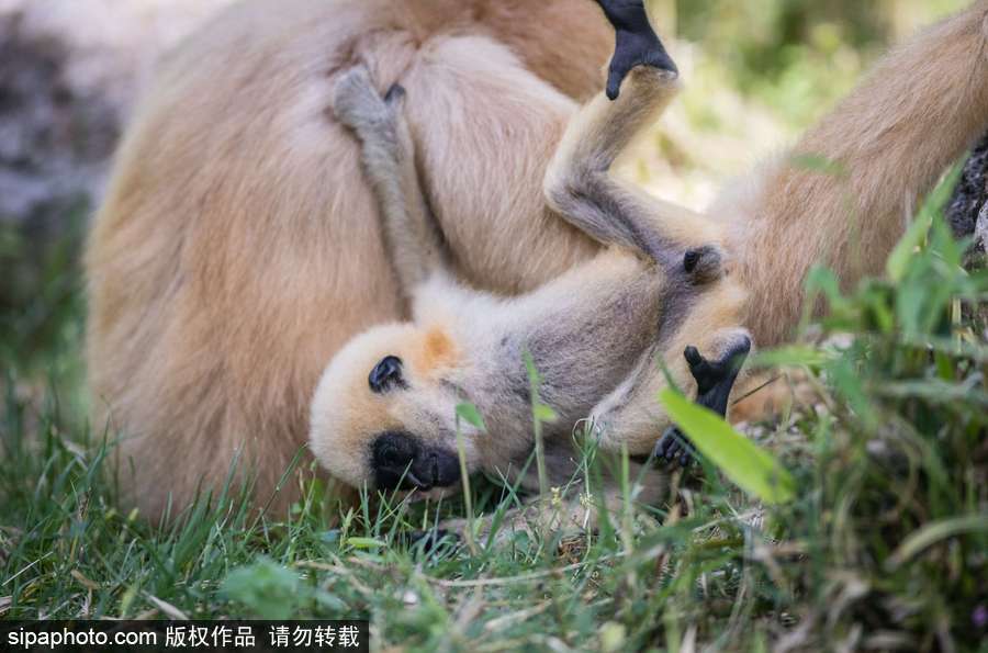 天生擺“黑臉” 里昂動(dòng)物園長(zhǎng)臂猿幼崽憨傻可愛