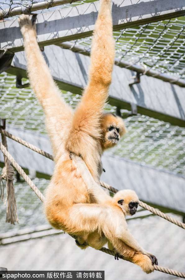 天生擺“黑臉” 里昂動物園長臂猿幼崽憨傻可愛