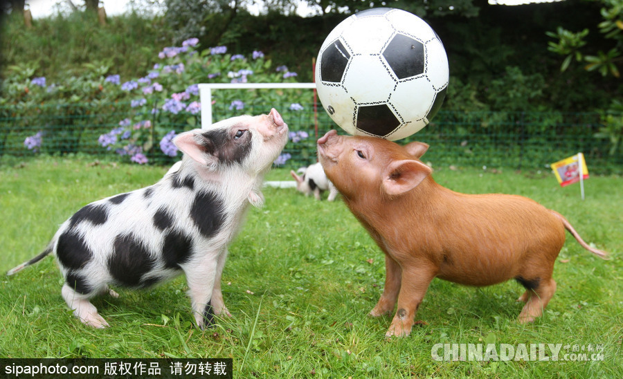 網(wǎng)紅范十足 盤(pán)點(diǎn)動(dòng)物界選手“人模人樣”