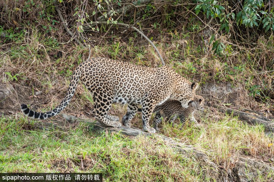 肯尼亞：小豹子與媽媽外出散步呆萌可愛(ài)