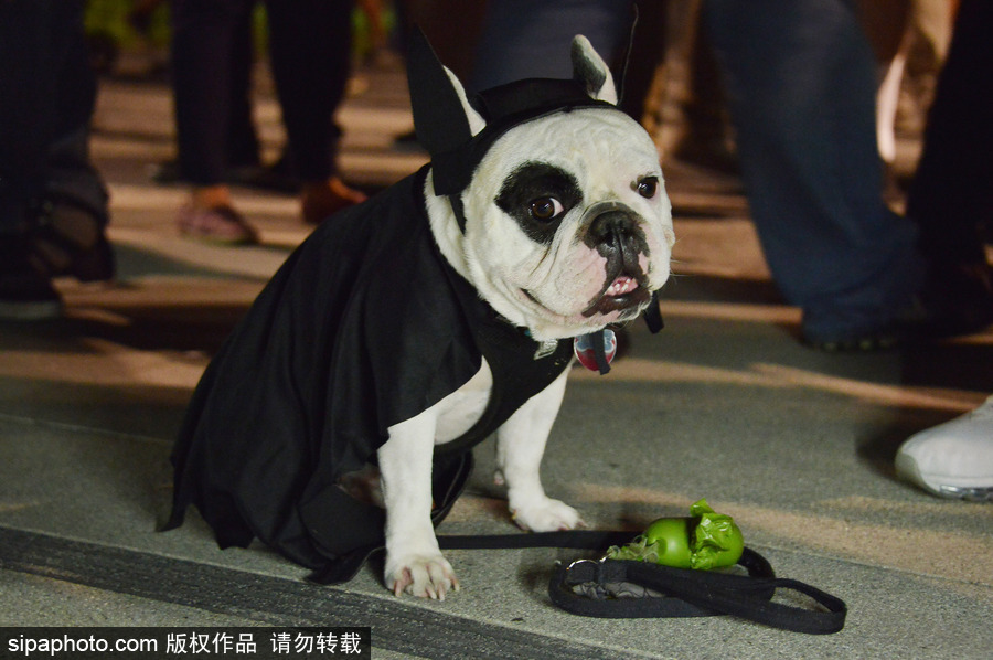 洛杉磯市政廳大樓亮蝙蝠俠信號(hào)燈 悼念“蝙蝠俠”飾演者亞當(dāng)·韋斯特