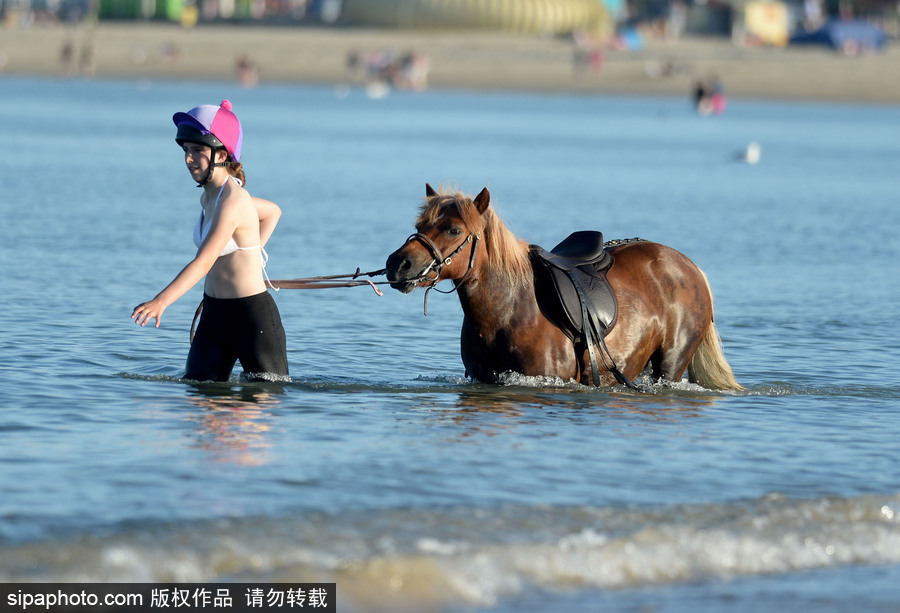 高溫來(lái)襲動(dòng)物也怕三伏天 騎手牽馬兒海中行走愜意十足
