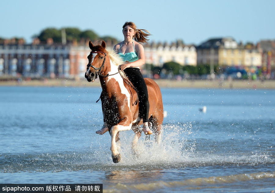 高溫來(lái)襲動(dòng)物也怕三伏天 騎手牽馬兒海中行走愜意十足