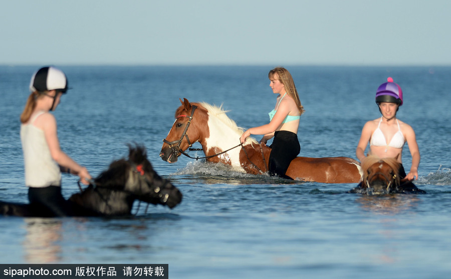 高溫來(lái)襲動(dòng)物也怕三伏天 騎手牽馬兒海中行走愜意十足