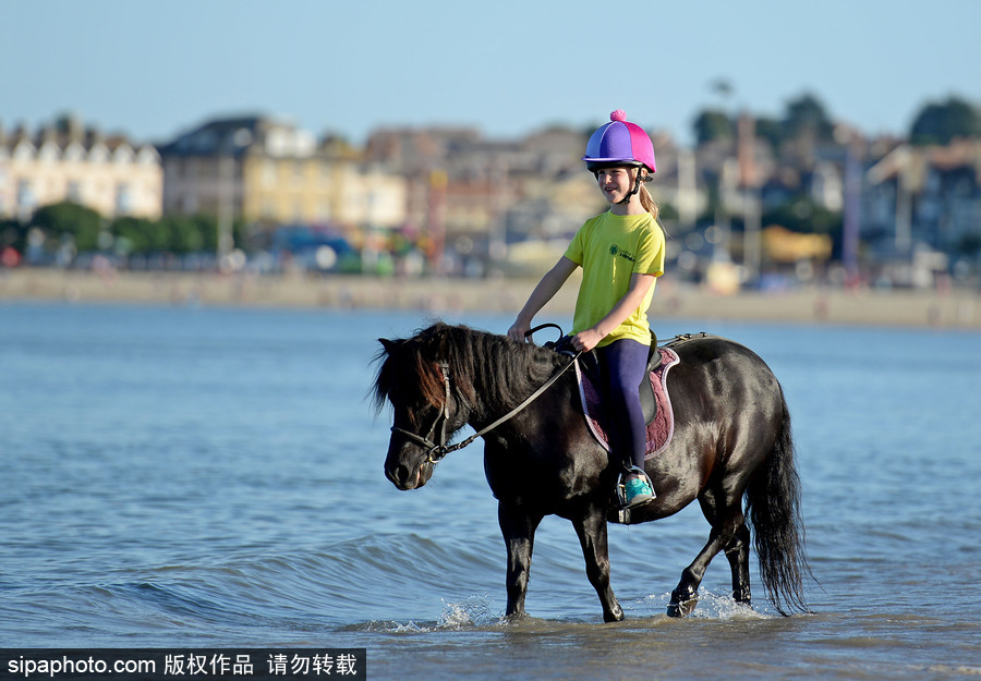 高溫來襲動(dòng)物也怕三伏天 騎手牽馬兒海中行走愜意十足