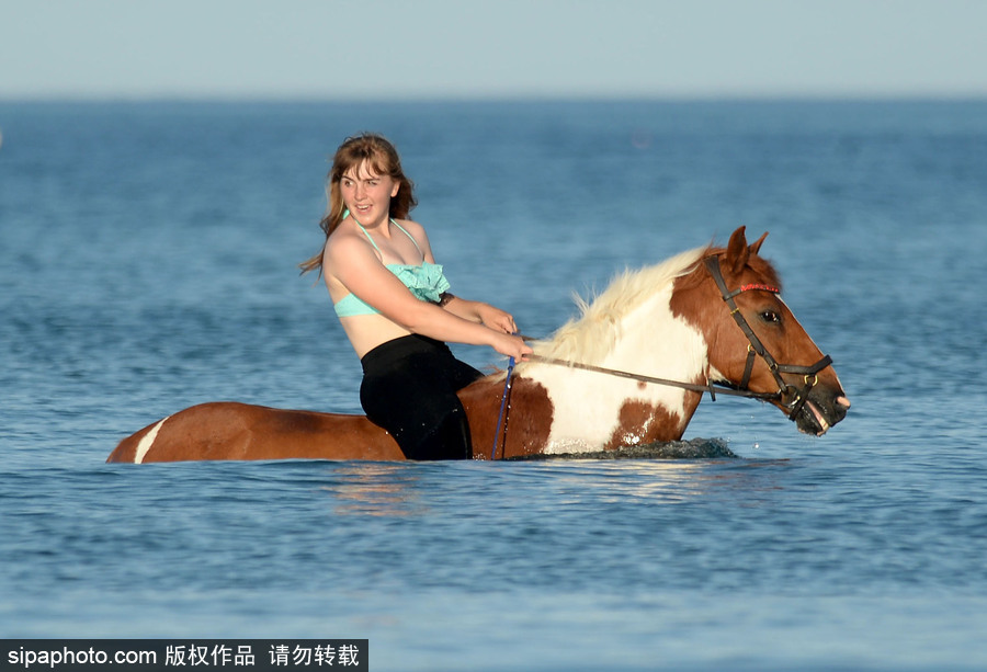 高溫來襲動(dòng)物也怕三伏天 騎手牽馬兒海中行走愜意十足