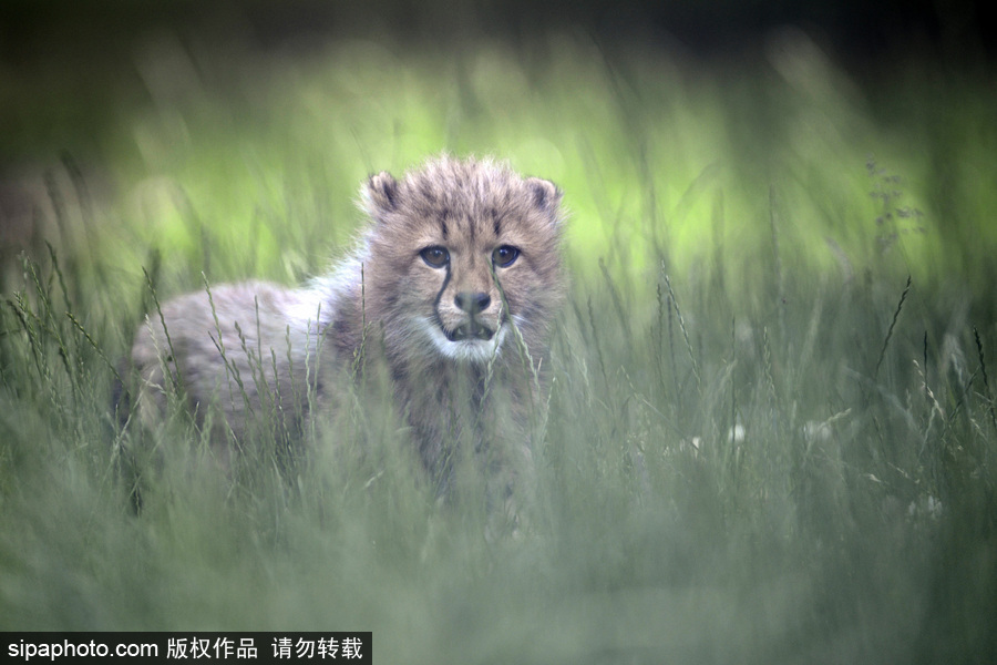 捷克動(dòng)物園內(nèi)小獵豹首次隨媽媽外出 軟萌可愛