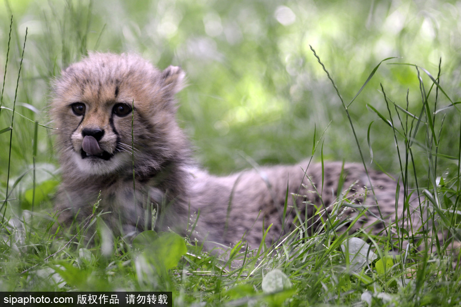 捷克動(dòng)物園內(nèi)小獵豹首次隨媽媽外出 軟萌可愛