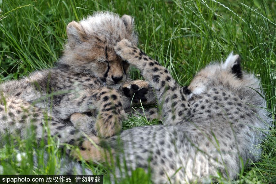 捷克動物園內(nèi)小獵豹首次隨媽媽外出 軟萌可愛