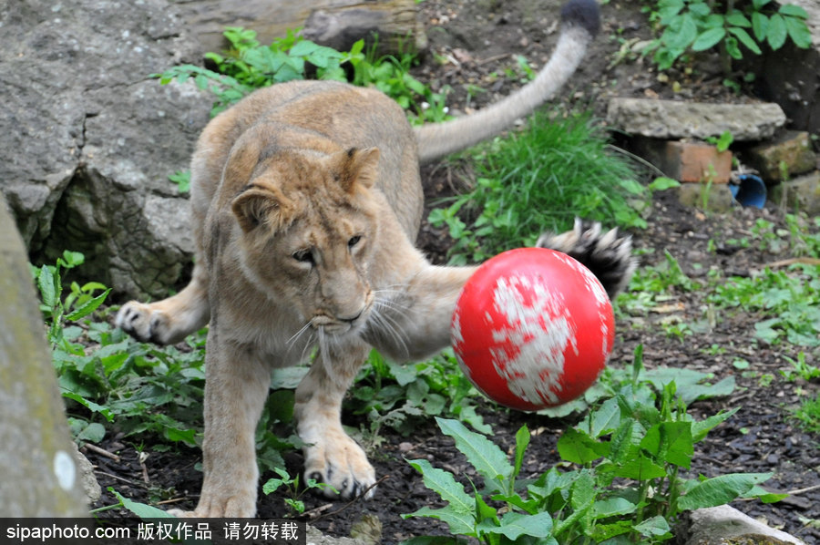 原來神奇的動物在這里！盤點(diǎn)動物界玩轉(zhuǎn)體育的異能高手