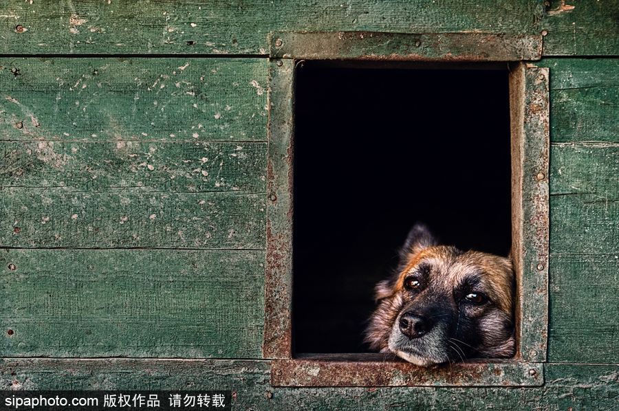 人類最好的朋友 英國年度狗狗攝影師獲獎作品