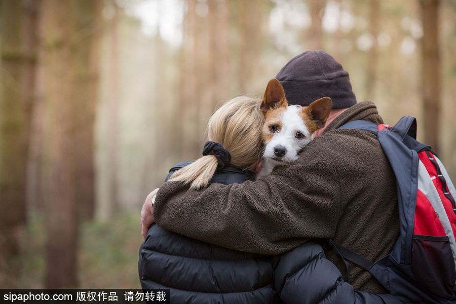 人類最好的朋友 英國年度狗狗攝影師獲獎作品