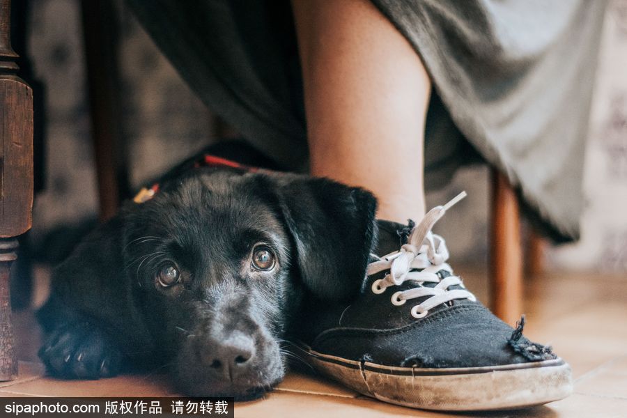 人類最好的朋友 英國(guó)年度狗狗攝影師獲獎(jiǎng)作品