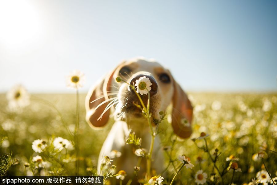 人類最好的朋友 英國年度狗狗攝影師獲獎(jiǎng)作品