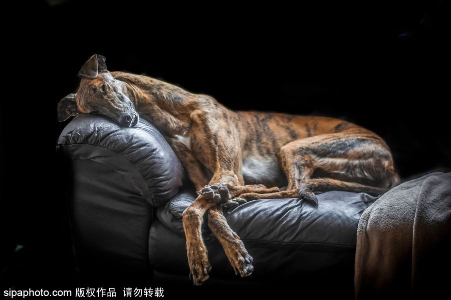 人類最好的朋友 英國年度狗狗攝影師獲獎(jiǎng)作品