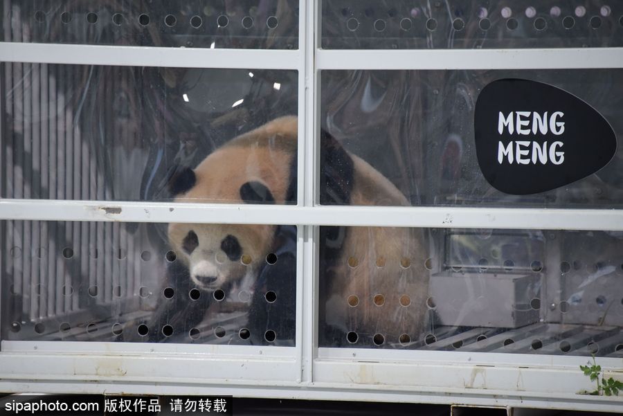 中國大熊貓“夢夢”“嬌慶”抵達(dá)德國柏林 時隔五年德民眾再迎大熊貓
