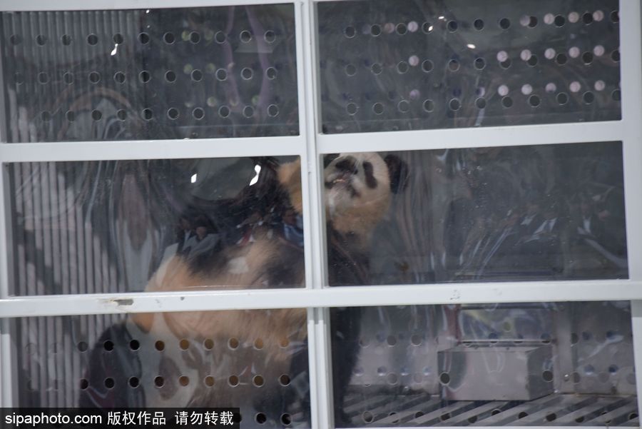 中國大熊貓“夢夢”“嬌慶”抵達(dá)德國柏林 時隔五年德民眾再迎大熊貓