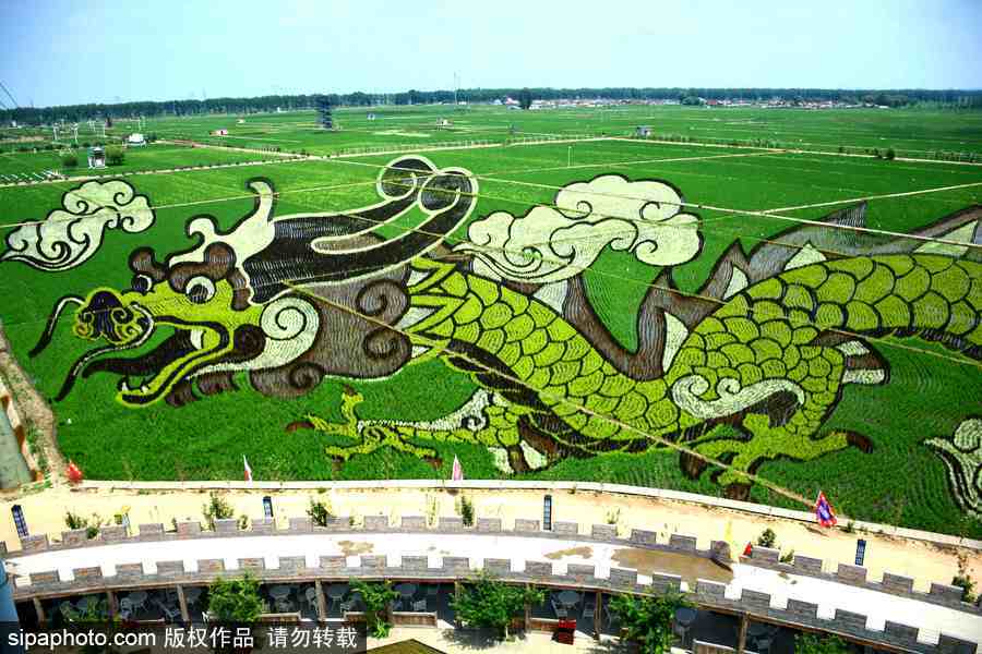 沈陽(yáng)：稻田畫(huà)迎來(lái)最佳觀(guān)賞期 色彩艷麗震撼壯觀(guān)美翻了