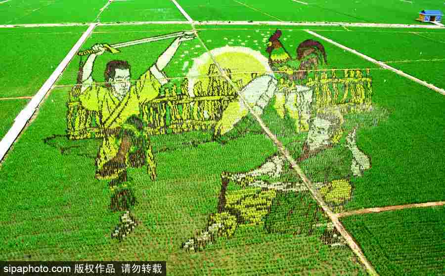 沈陽(yáng)：稻田畫迎來(lái)最佳觀賞期 色彩艷麗震撼壯觀美翻了