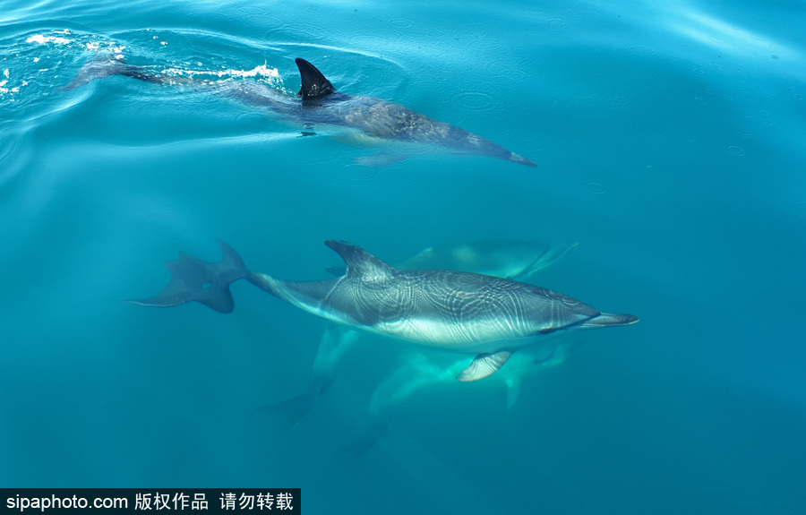 藍到“發(fā)光” 海豚外表竟擁有“藝術(shù)線條”神奇絕美