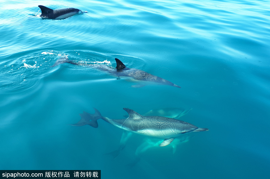 藍(lán)到“發(fā)光” 海豚外表竟擁有“藝術(shù)線條”神奇絕美