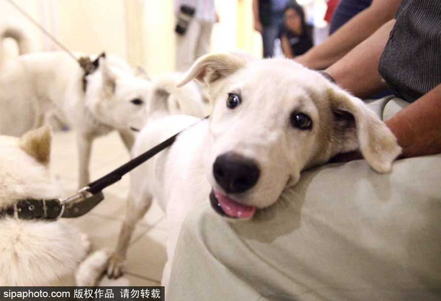 看看活潑可愛的克隆雅庫特萊卡犬 俄羅斯與韓國(guó)攜手培育打造