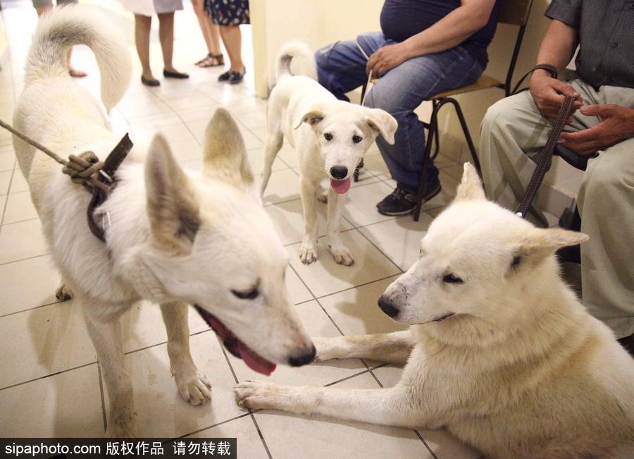 看看活潑可愛的克隆雅庫特萊卡犬 俄羅斯與韓國(guó)攜手培育打造