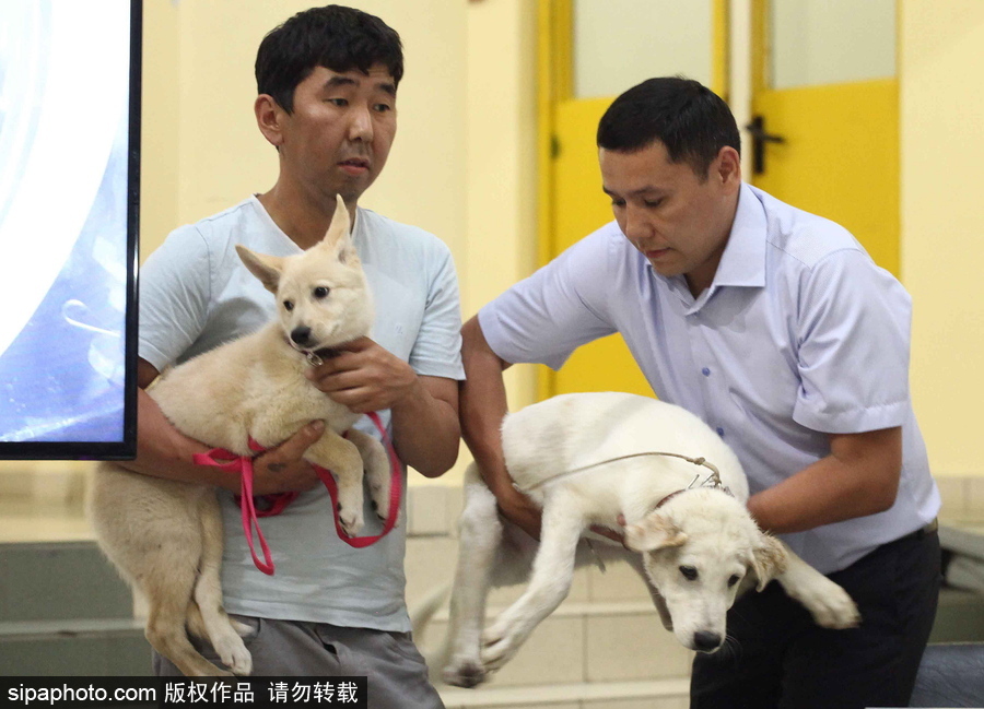 看看活潑可愛(ài)的克隆雅庫(kù)特萊卡犬 俄羅斯與韓國(guó)攜手培育打造