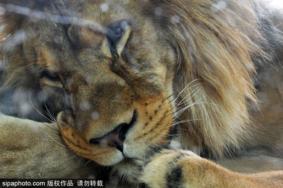 大家伙的軟萌時(shí)刻 捷克動(dòng)物園里的獅子