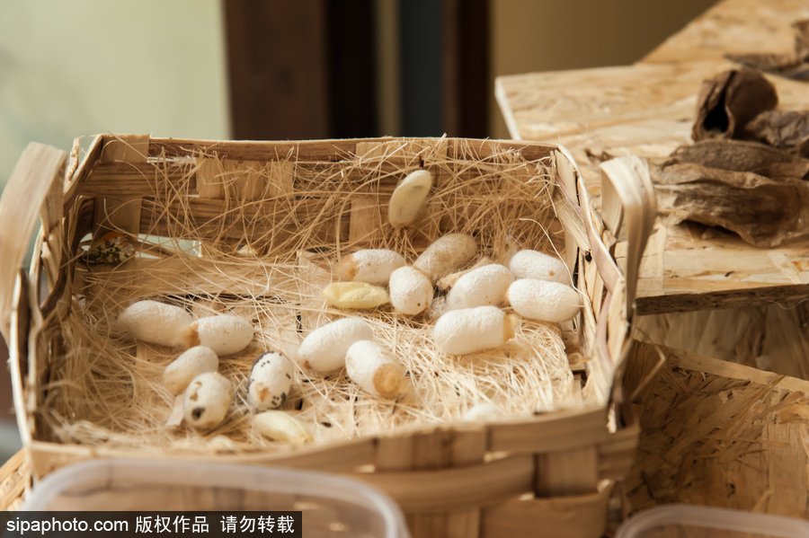 意大利舉辦蝴蝶展 完美詮釋蝴蝶發(fā)育四個(gè)階段