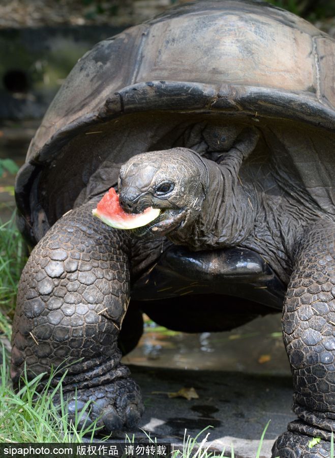 動物也瘋狂！炎炎夏日動物解暑降溫也賣萌