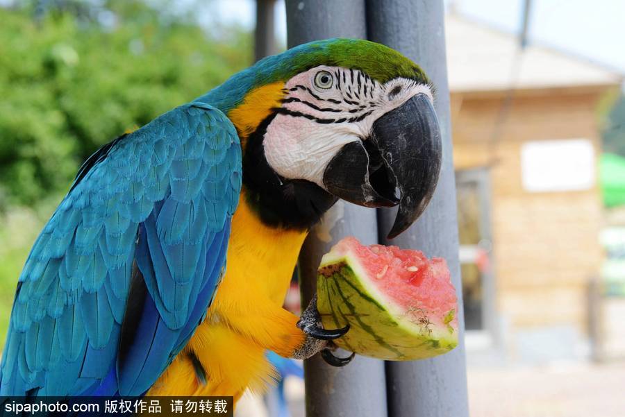 動物也瘋狂！炎炎夏日動物解暑降溫也賣萌