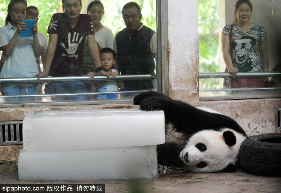 動物也瘋狂！炎炎夏日動物解暑降溫也賣萌