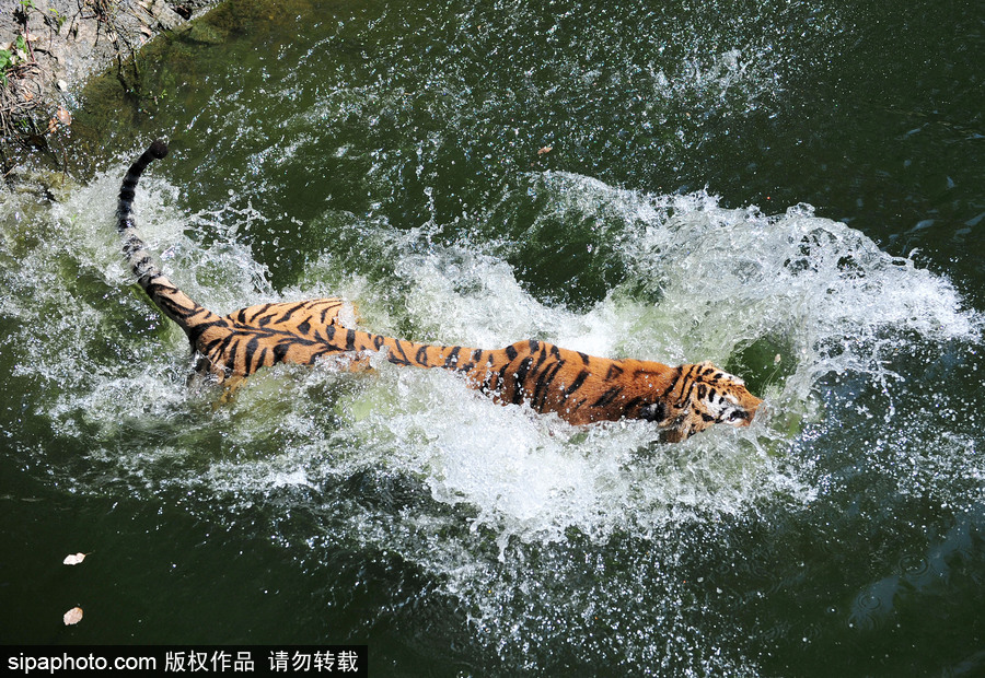 動物也瘋狂！炎炎夏日動物解暑降溫也賣萌