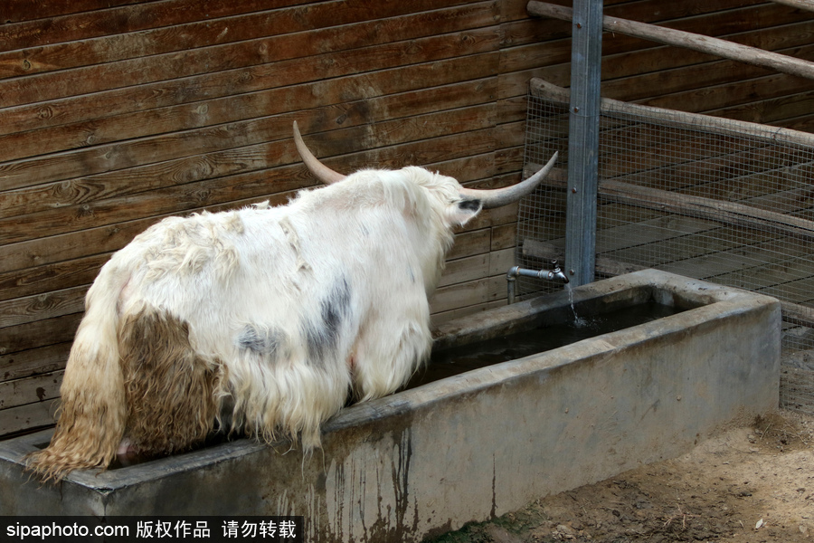 動物也瘋狂！炎炎夏日動物解暑降溫也賣萌