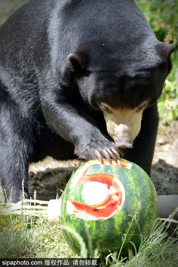 動物也瘋狂！炎炎夏日動物解暑降溫也賣萌