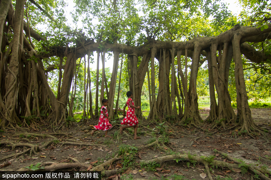 孟加拉500歲“樹怪”根部似森林 現(xiàn)獨木成林景觀