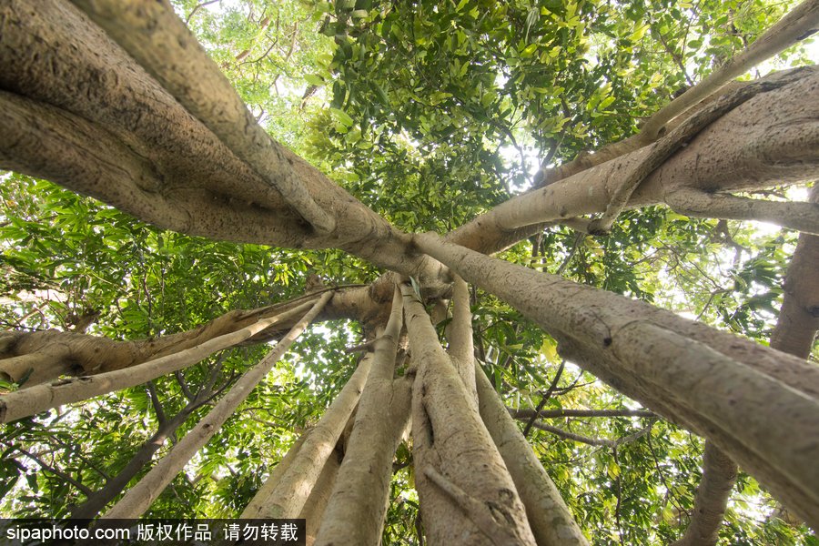 孟加拉500歲“樹怪”根部似森林 現(xiàn)獨(dú)木成林景觀