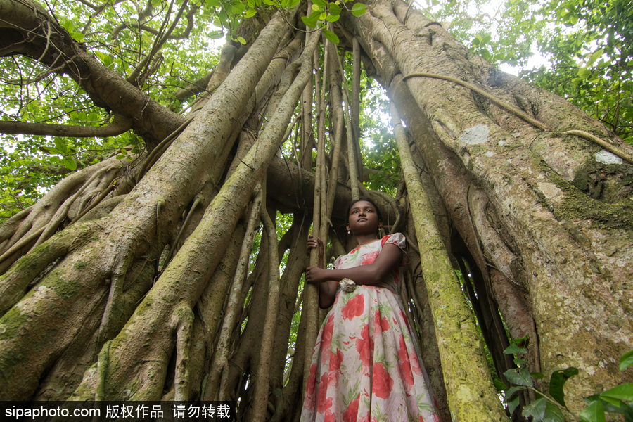 孟加拉500歲“樹怪”根部似森林 現(xiàn)獨木成林景觀