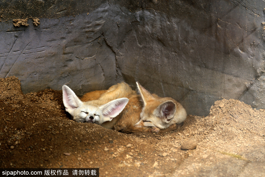 鄭州：動(dòng)物避暑各出奇招 啃冰泡澡吃瓜無所不能