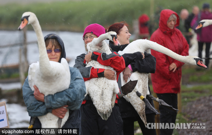 英國(guó)：白天鵝大“派對(duì)” 匯聚飼養(yǎng)場(chǎng)場(chǎng)面十分壯觀