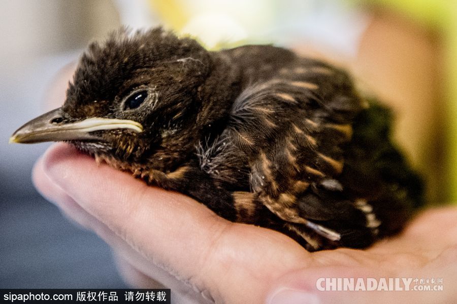荷蘭：受動物保護者照顧的“孤兒”小鳥 嗷嗷待哺萌態(tài)十足