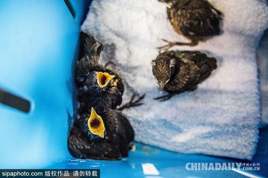 荷蘭：受動(dòng)物保護(hù)者照顧的“孤兒”小鳥 嗷嗷待哺萌態(tài)十足